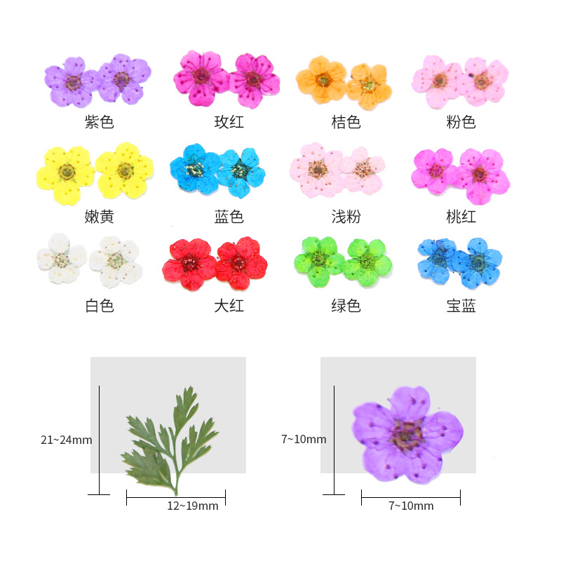 Nail Dry Flower in Jar