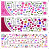 HOT031-033 Flower And Cat Water Nail Sticker